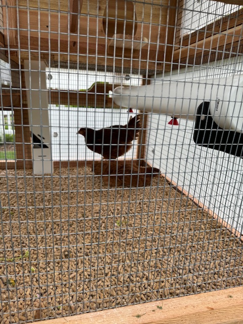 roostnroot's tweet photo. We get lots of questions about what kind of wire we use, we take great pride in using sturdy and quality galvanized wire to protect your flock from predators both big and small! https://t.co/Yho78soxnF