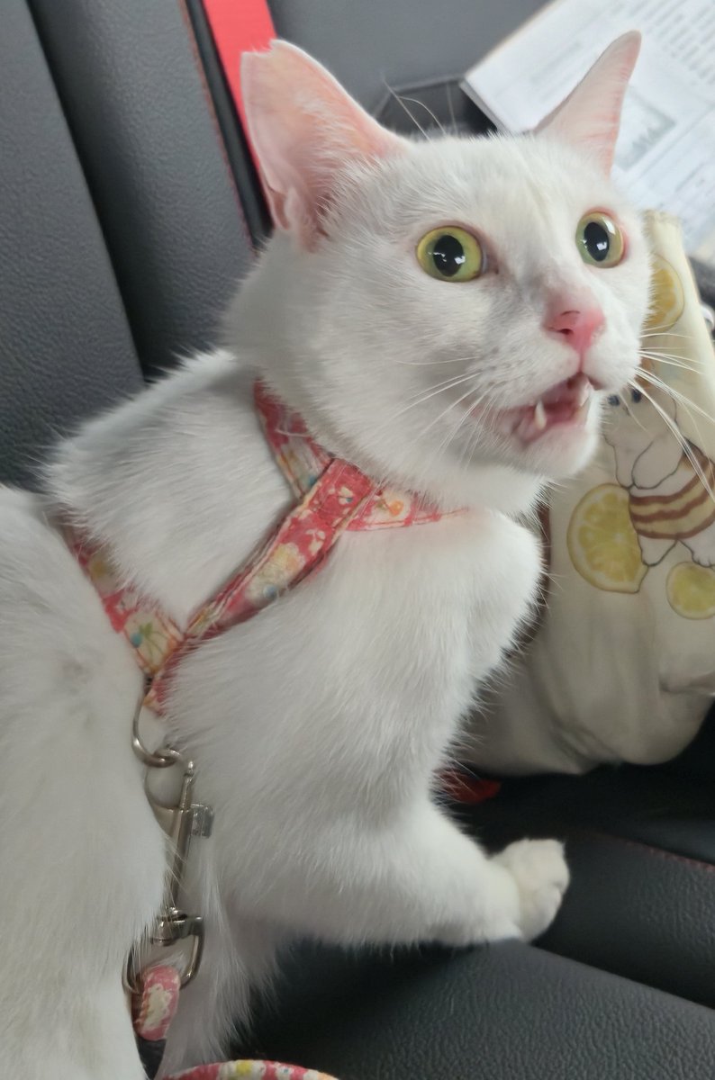 喵珂緹 | 遲刻魔Vtuber🌸🐱 tweet media