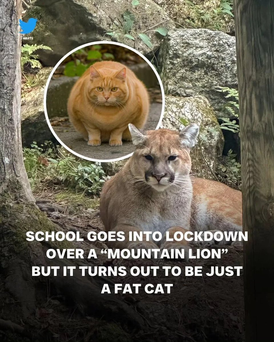 WholesomeMemes tweet media