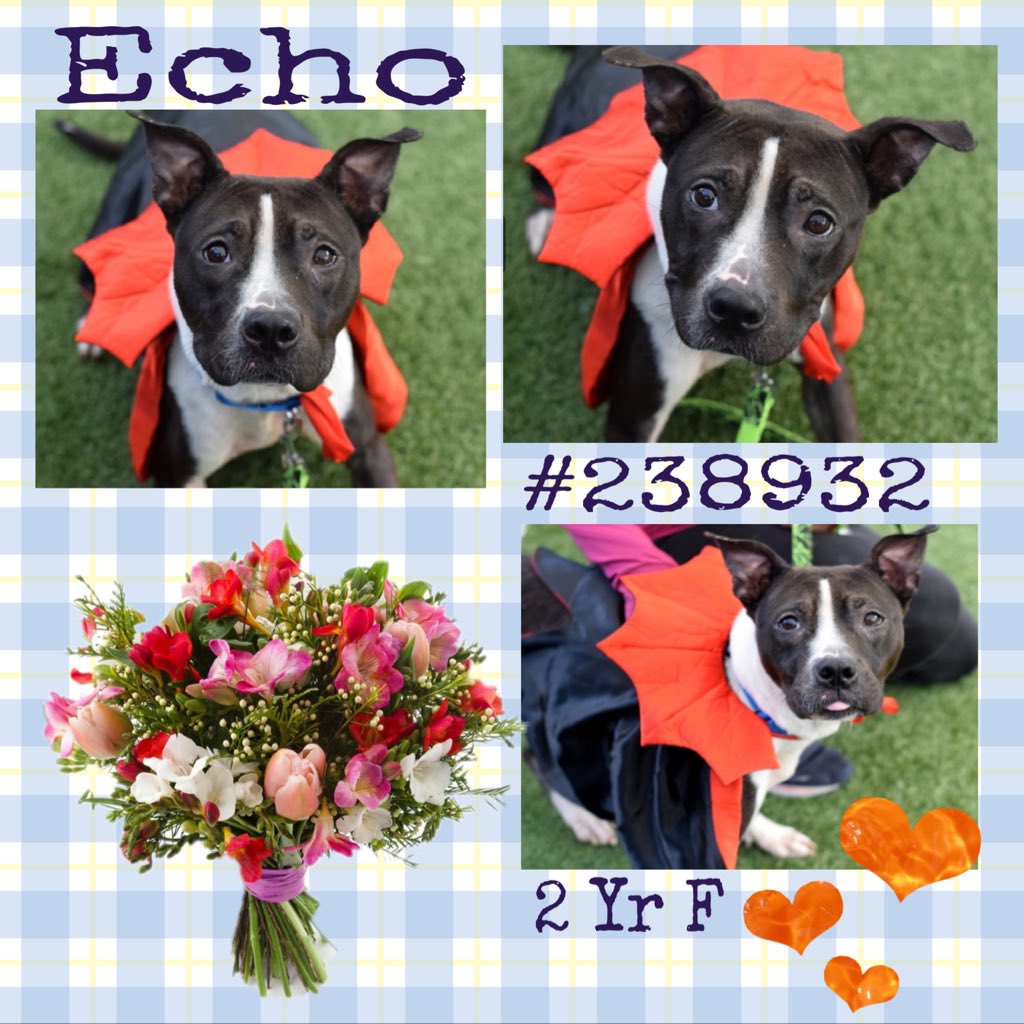 LisaBrabson's tweet image. #TuesdayTruth 
ECHO #238932 
Absolutely adorable little wiggle butt,she is bursting with joy,even at hideous #NYCACC 
She will brighten your days with her RADIANT personality &amp;amp; tons of unconditional love ❤️ 
PLZ #ADOPT #FOSTER OR #PLEDGE FOR RESCUE 
nycacc.app/#/browse/238932