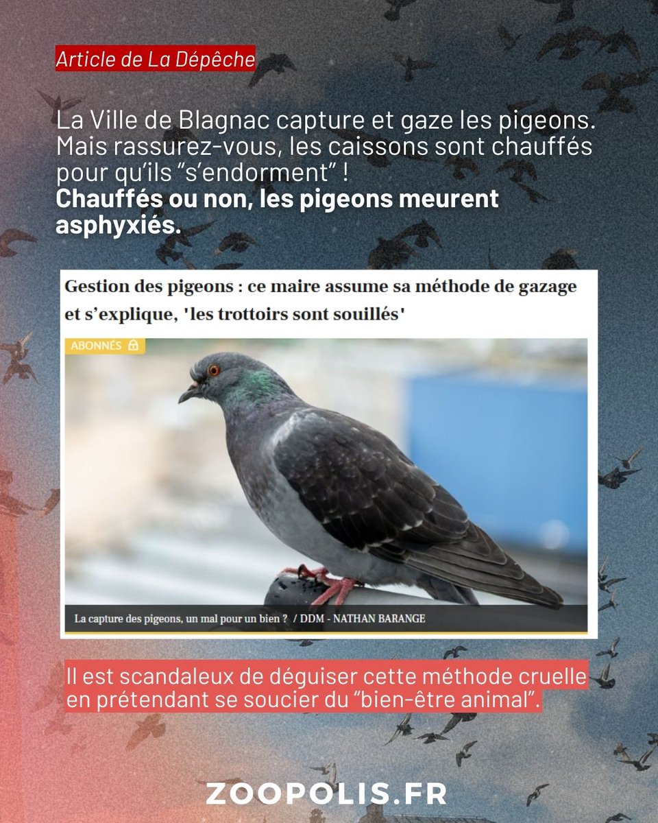 🤯La <a href="/VilleBlagnac/">Mairie de Blagnac</a> capture et gaze les #pigeons. Mais rassurez-vous, les caissons sont chauffés pour qu’ils “s’endorment” ! 🤡
→ Chauffés ou non, les pigeons meurent asphyxiés.
Il est scandaleux de déguiser cette méthode cruelle en prétendant se soucier du “bien-être animal”.
⤵️