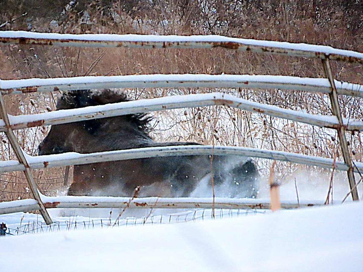 threecollie's tweet photo. Northview Diary: Snow Song https://t.co/xs6nm3rcmV https://t.co/wBRGYSwDg1