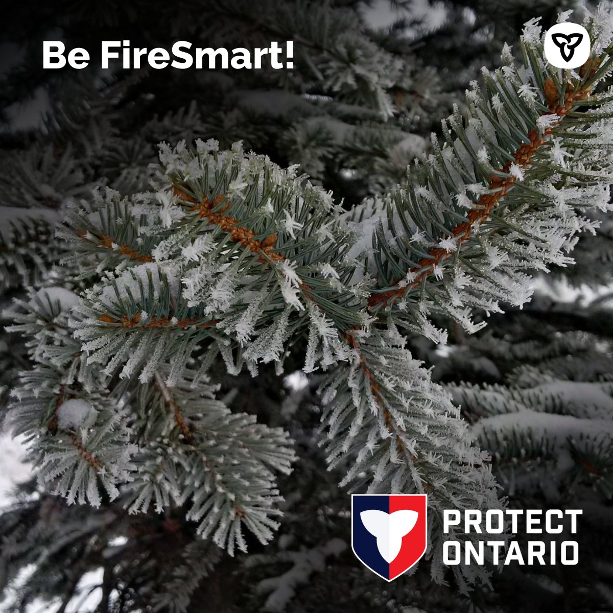 Ontario Forest Fires tweet media