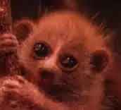 Number1devsol's tweet image. Since the animal does not have a name the trenches will be naming it The duve. everyone email the zoo to name it duve