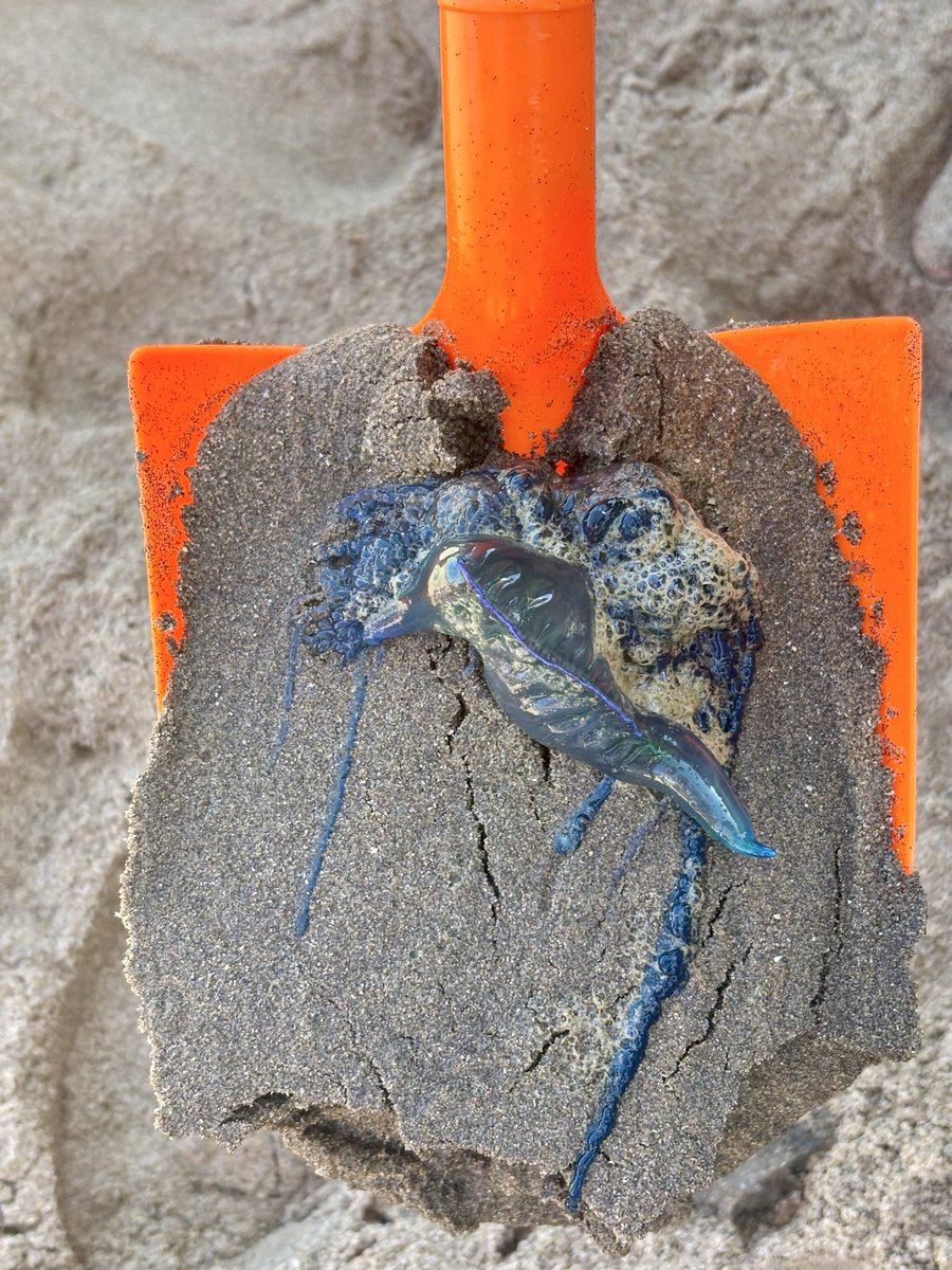 Fragata portuguesa en playa Cochoa, Viña del mar
<a href="/Armada_Chile/">Armada de Chile</a> 
#fragataportuguesa #cochoa #viñadelmar