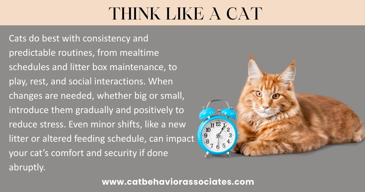 A consistent routine helps cats feel safe, confident, and comfortable in their everyday environment.