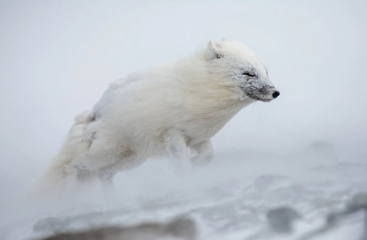 photocrowd's tweet photo. This stunning entry from Crowd member Knut M Selmer secured a solid expert judged win in our recent “Extreme weather” contest, created and judged by Francis J Taylor 🏆 A truly wonderful capture! 👏 

https://t.co/Hwr68YKjX2 https://t.co/hK6dCBTrh4