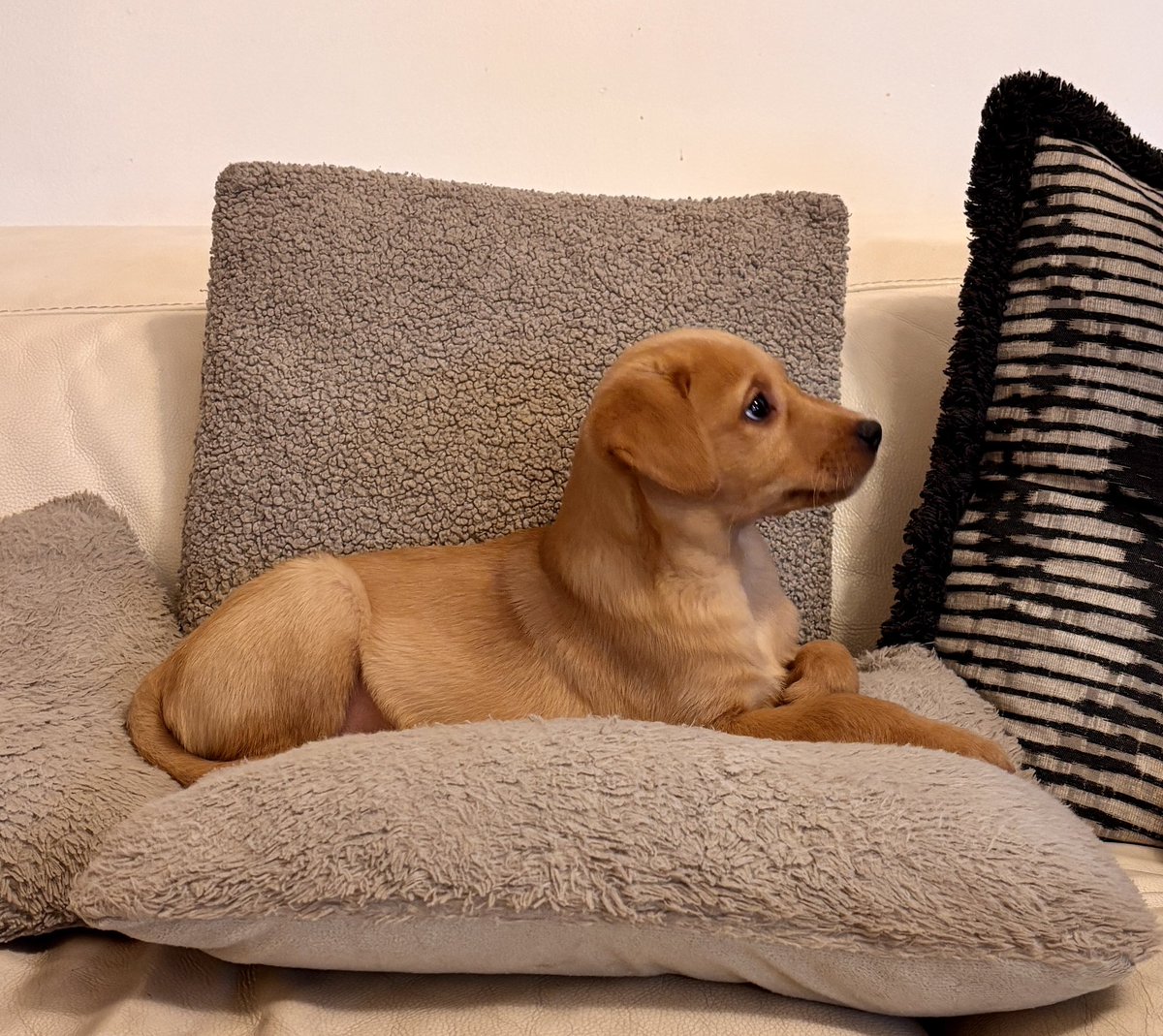 Yep, just like his dad.. doesn’t leave the couch! 🐾 <a href="/KellyKellyTV/">Kelly Kelly</a> <a href="/MarkandKelly/">Mark & Kelly</a>