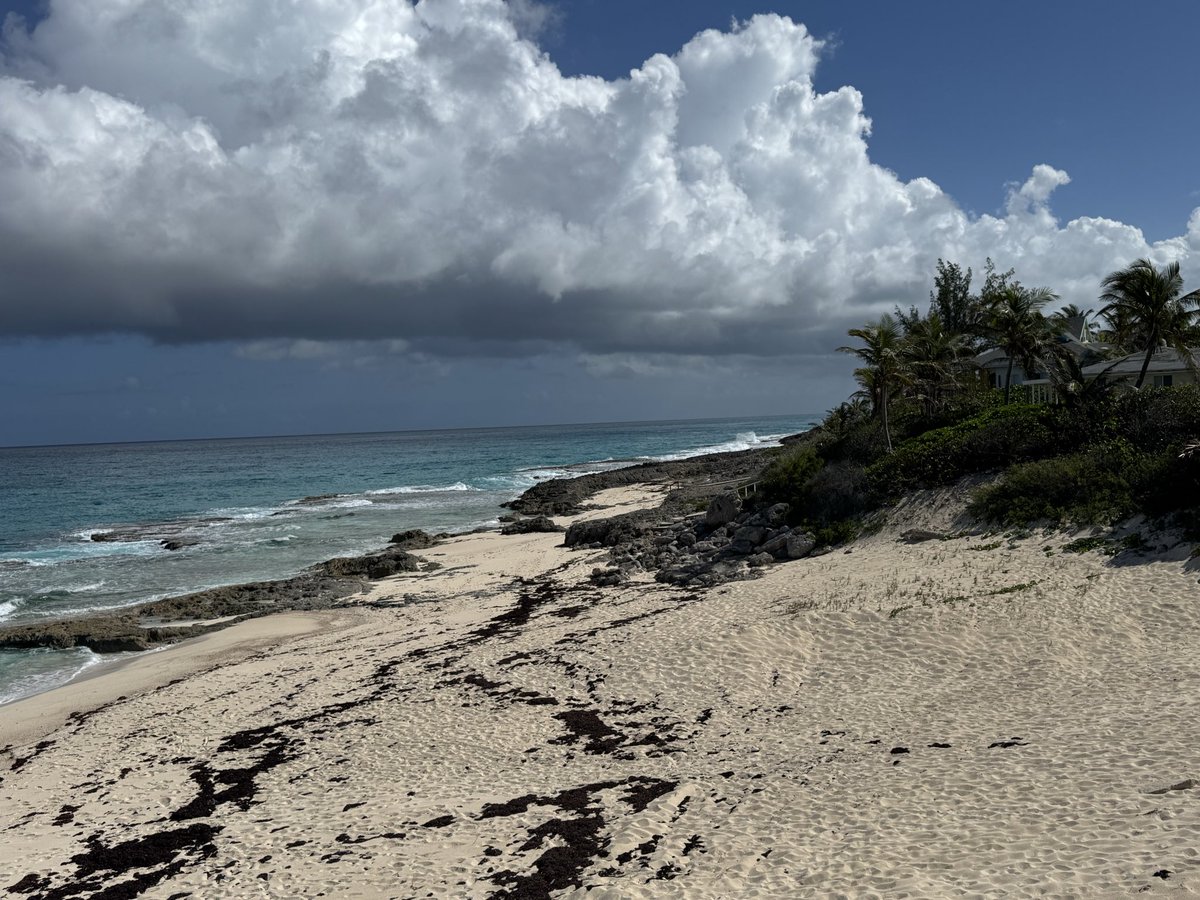 Blues Bass Man tweet media