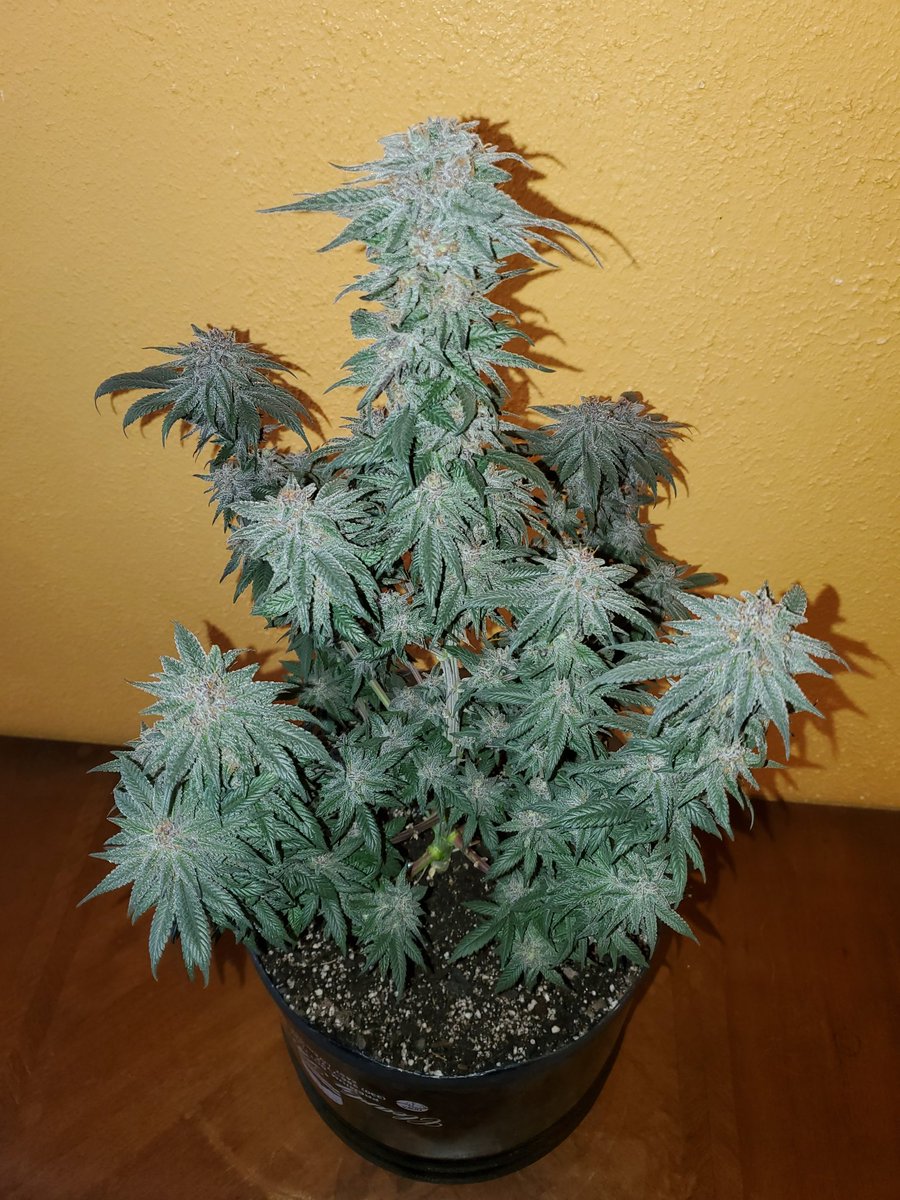 🔥 Top 100 Nugshots of 2025 🔥

#89 — Gelato OG

📸 Adam Hadley