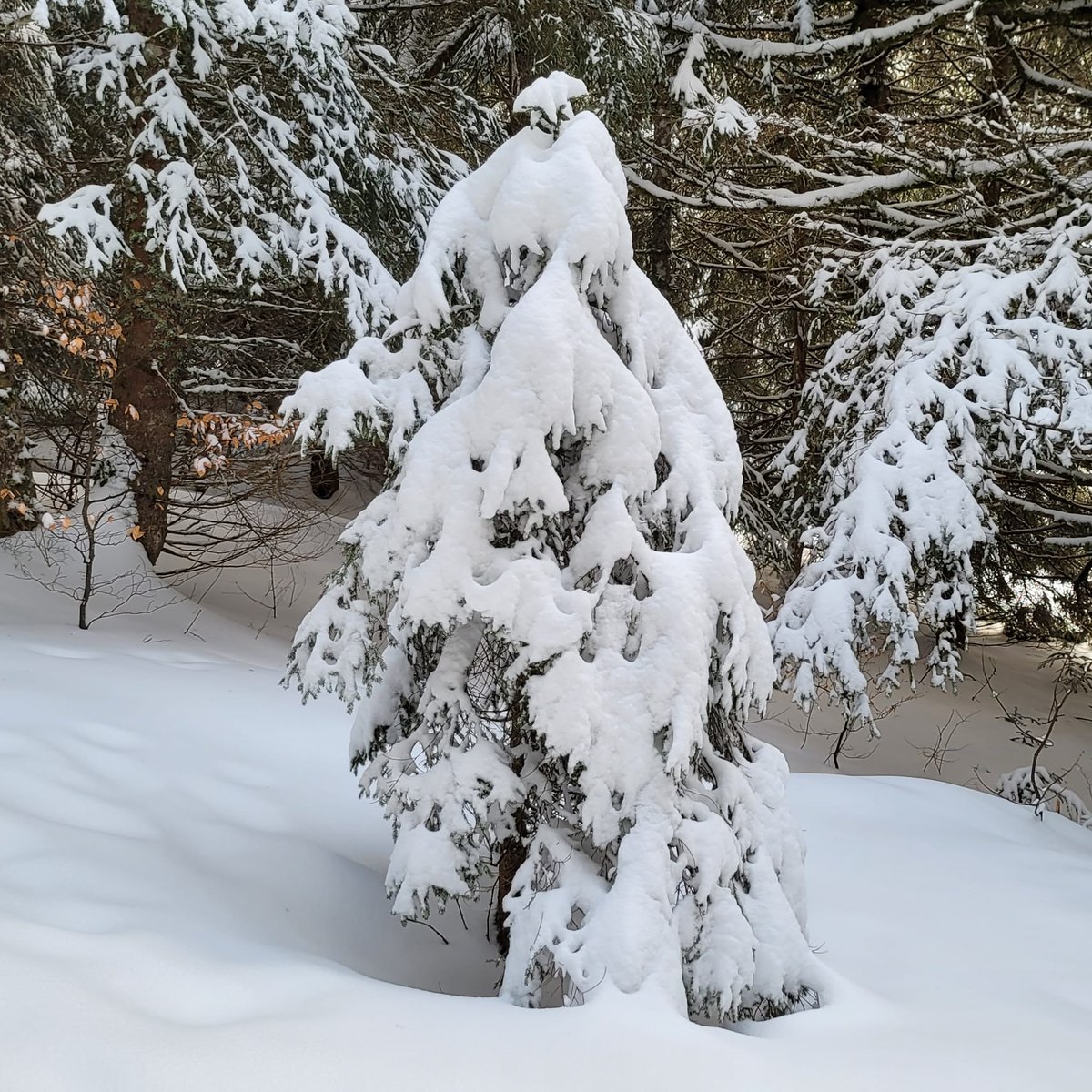 _petitbaroudeur's tweet photo. Sous son manteau de neige, la nature se repose,
Le monde ralentit, chaque silence s’impose,
Le froid, tendre et léger, apaise les pensées,
Et guide doucement l’âme vers la sérénité ❄️✨

#poésie #poeme #poesiefrancaise #poeteduquotidien #Feclaz #Savoie https://t.co/M9u4nx66KJ