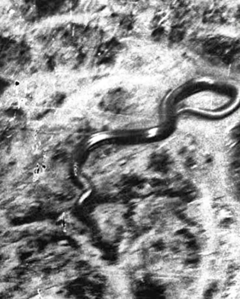 tupacabra's tweet image. The scariest photo in existence.