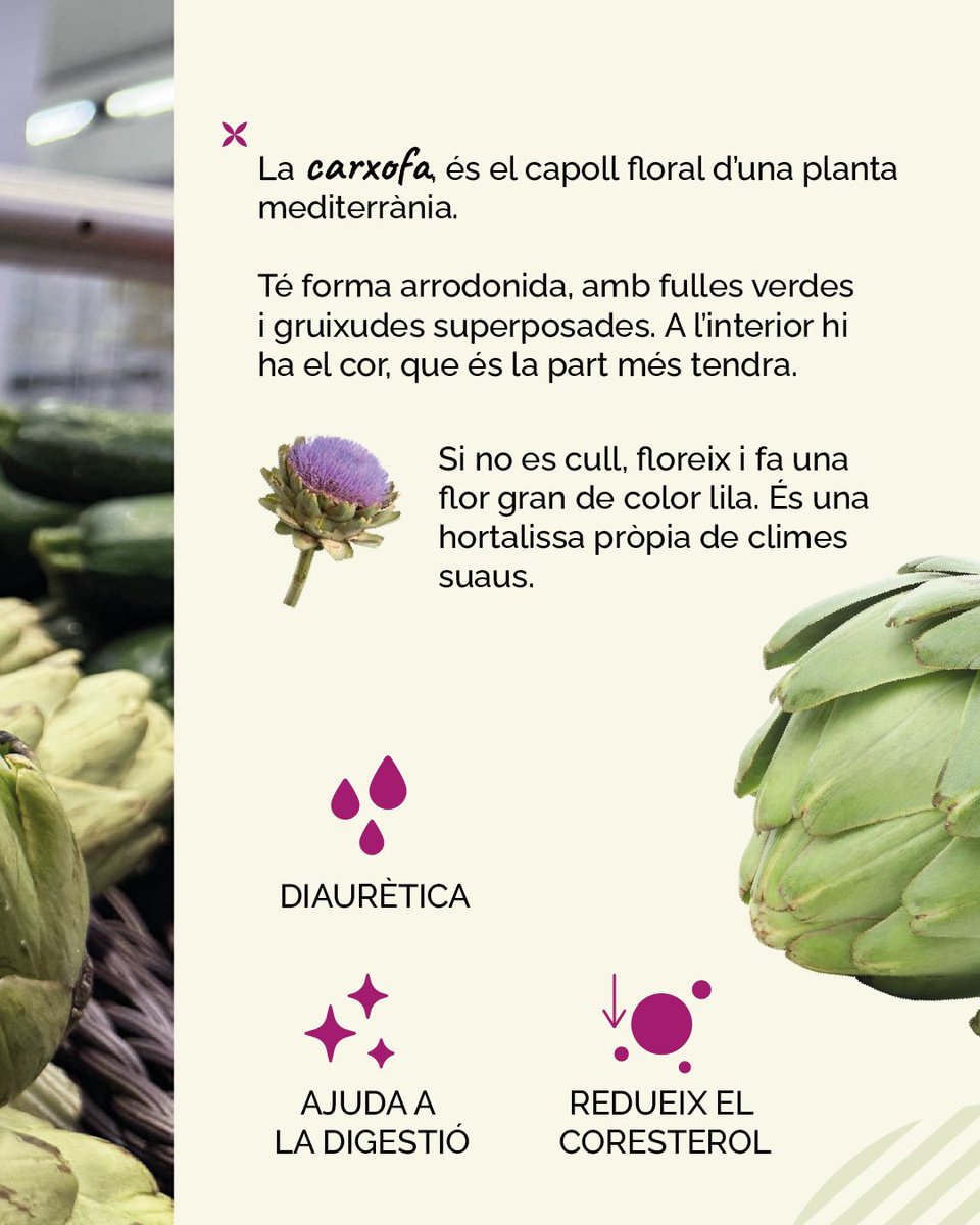 Condislife's tweet image. Verda, potent i amb més beneficis que excuses per no menjar verdura… Carxofes al poder! 

Si pensaves que les carxofes eren avorrides… espera a veure aquests 5 plats típics que fan salivar fins a l’última fulla!