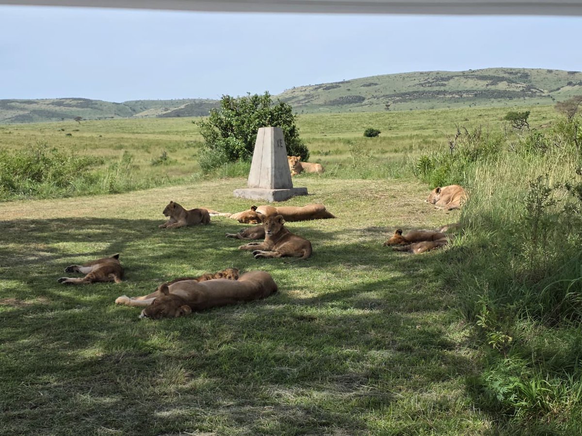 UpdatesSafari's tweet photo. Safari Sightings|Sand River Pride| Masai Mara | Wildlife Adventure in Kenya🇰🇪.

📧 info@safariupdatestravel.com
📲+254 738 349378
🌐 https://t.co/uaUkZYD5Z3
#Authentic #Safari #Experiences #Africansafari #magicalkenya https://t.co/NJpfu5IhLT