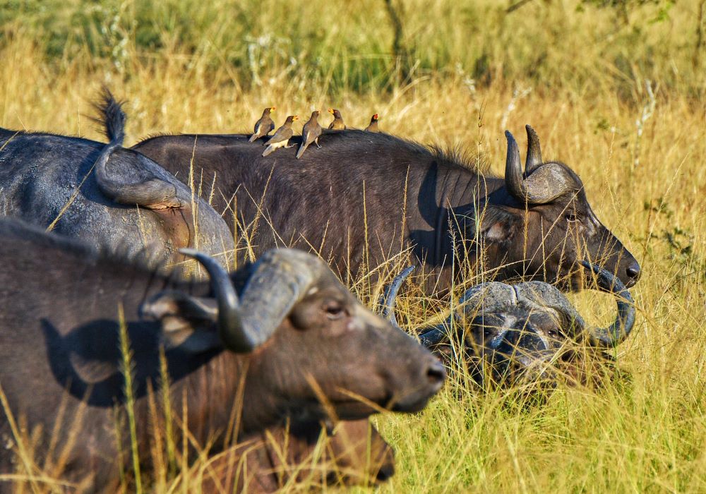 LegendaryRwanda's tweet photo. Why Visit East Africa?
East Africa stands out as a premier destination for travelers because of its diversity within a compact and well-connected region @visitrwanda_now 
Explore East Africa https://t.co/ATLJlY8X0v https://t.co/6jU37fVFiR