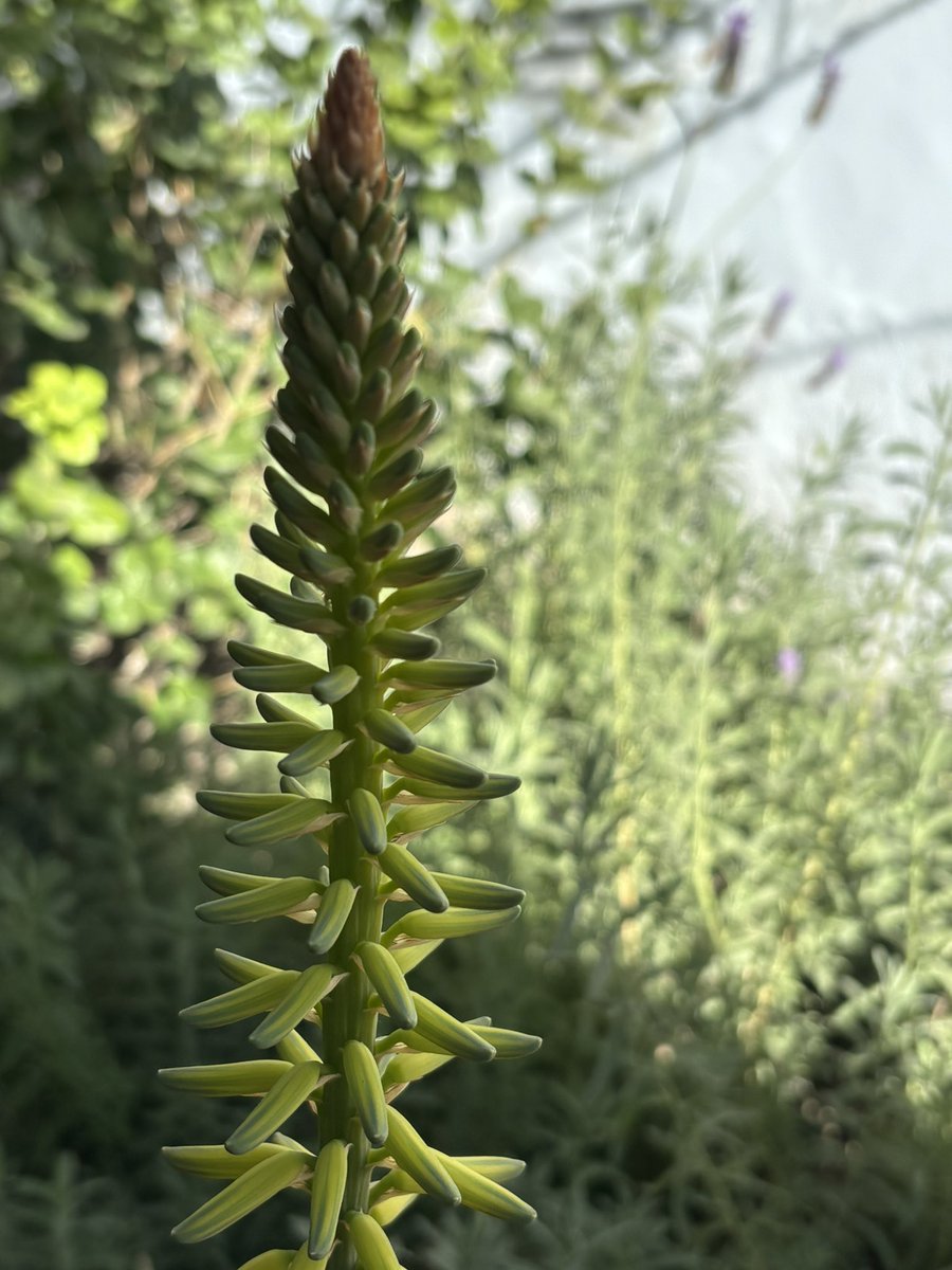 Fernando Gómez Guzmán tweet media