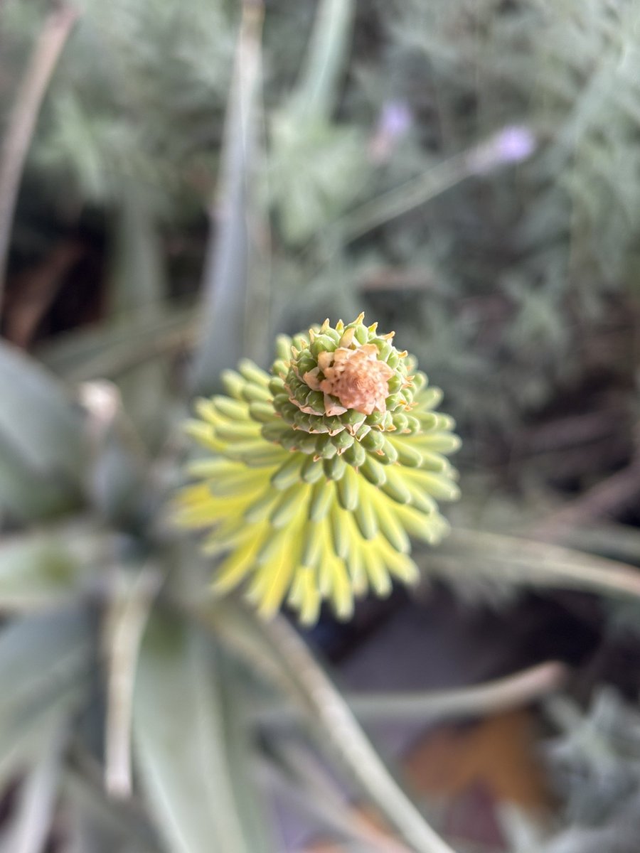 Fernando Gómez Guzmán tweet media