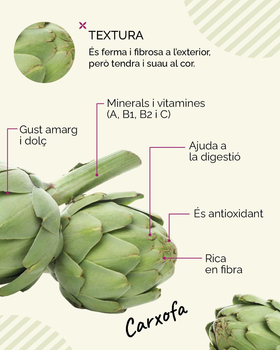 Condislife's tweet image. Verda, potent i amb més beneficis que excuses per no menjar verdura… Carxofes al poder! 

Si pensaves que les carxofes eren avorrides… espera a veure aquests 5 plats típics que fan salivar fins a l’última fulla!