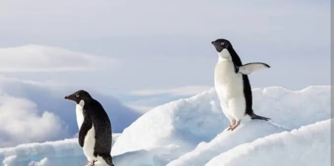 En son penguen haberleri yapıldığında bayaa heyecanlanmıştık ! Olur mu acaba 🤔🤔🤔
