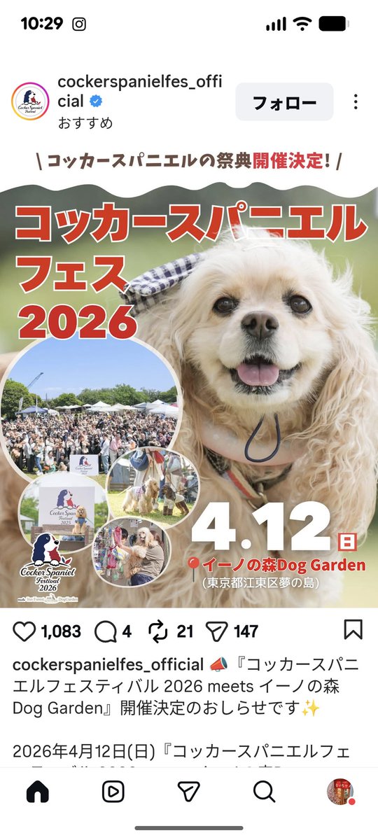 コッカースパニエルフェス、だと！？行きたい、、 ※実家で保護犬の