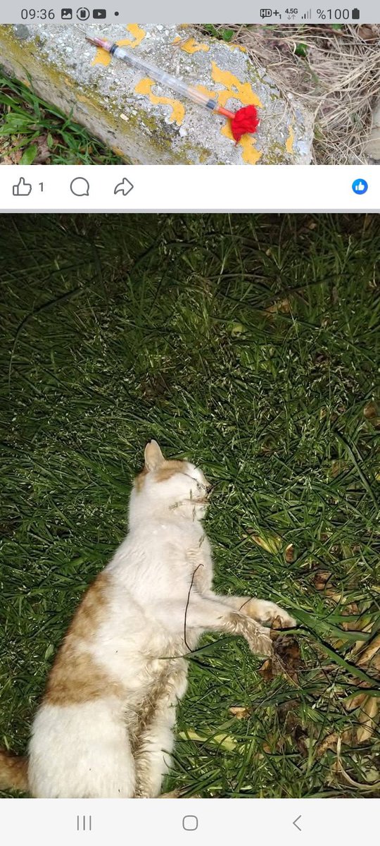 İyice şaşırdınız.

Sokakta vahşet yaşatanlardan yaşatmaktan sorumlu kurum olarak ne farkınız var?

Kediye iğne atmak nedir?
Sahipli bir cana iğne atmak nedir?

Sizin hiç mi vicdanınız kalmadı?
Bunu yapan sorumsuz veteriner(!)iğneyi atan kişi(!) kimse gereğini yapınız.

Bir canın