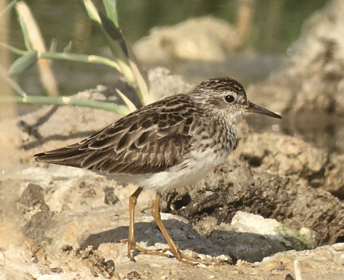 Peter Wragg tweet media