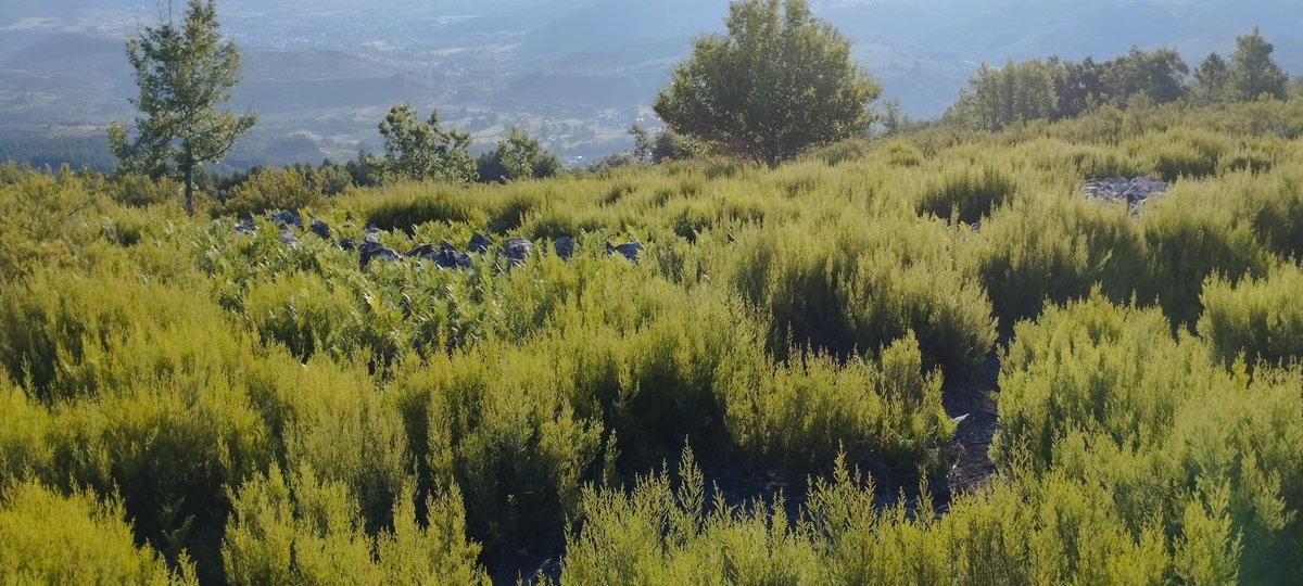 ReddeCastros's tweet image. Proyecto de Investigación Arqueológica del occidente Berciano,
evolución del área de los Ancares desde la prehistoria a la Edad Media 

Proyecto de Intervención Arqueológica en el Castro de Peña Piñera (Sésamo, Vega de Espinareda, León)

sociedadibericadearqueologia.com/proyecto-de-in…

@ReddeCastros
