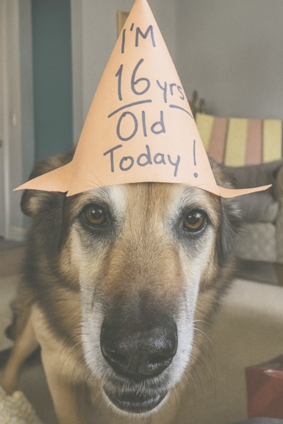 Tweets of Dogs tweet media