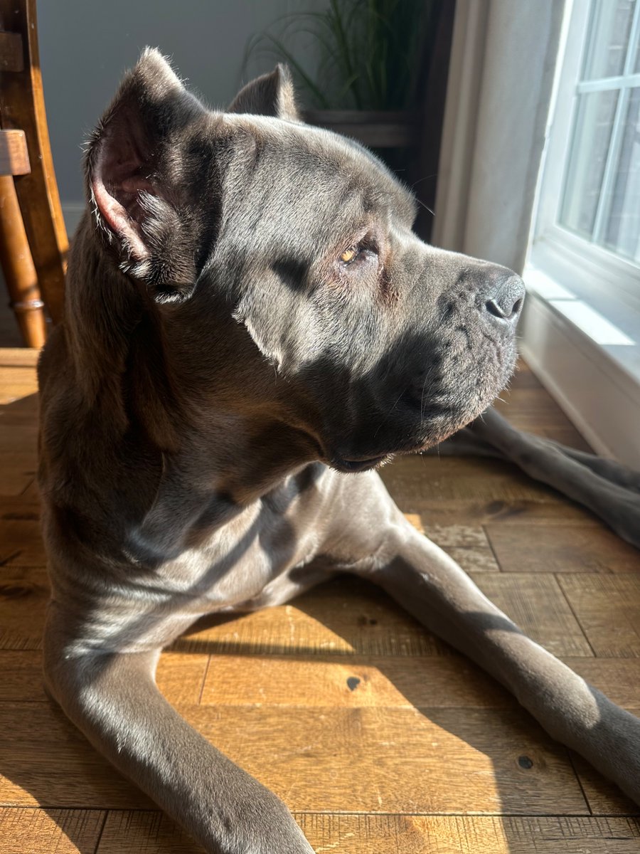 Nala enjoying some sun