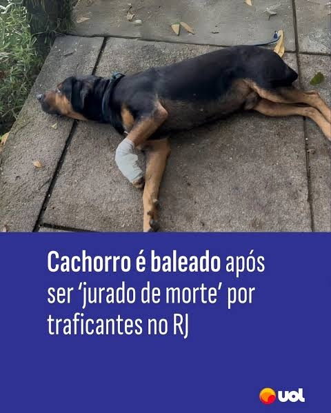 Kiyopon_Ayano's tweet image. Espero que os responsáveis pelo espancamento do cachorro orelha sejam punidos severamente, mas não vi esse mesmo empenho para doxxar os traficantes que balearam o cachorro.