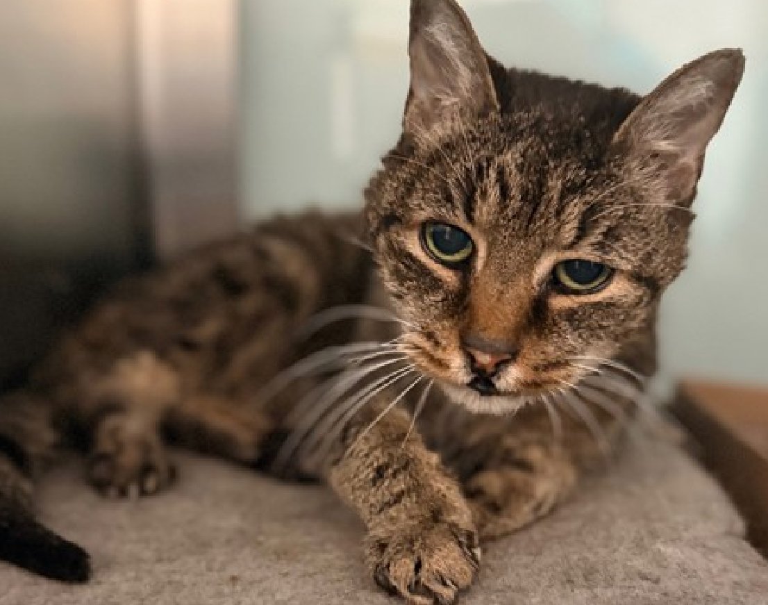 🆘🆘 MICKEY (ID 245578), 15 YO,  MALE–  IN QUEENS ACC - came into the shelter as a stray on 1/13/2026.    🆘🆘 😿 😿 😿 😿

➡️TBD 01/29/26

➡️ SUPER SENIOR ALERT

➡️ MEDICAL PRIORITY – NEEDS MORE CARE AND ATTENTION THAN THE SHELTER CAN PROVIDE.

➡️ TOO LOW ON PLEDGES TO STIMULATE