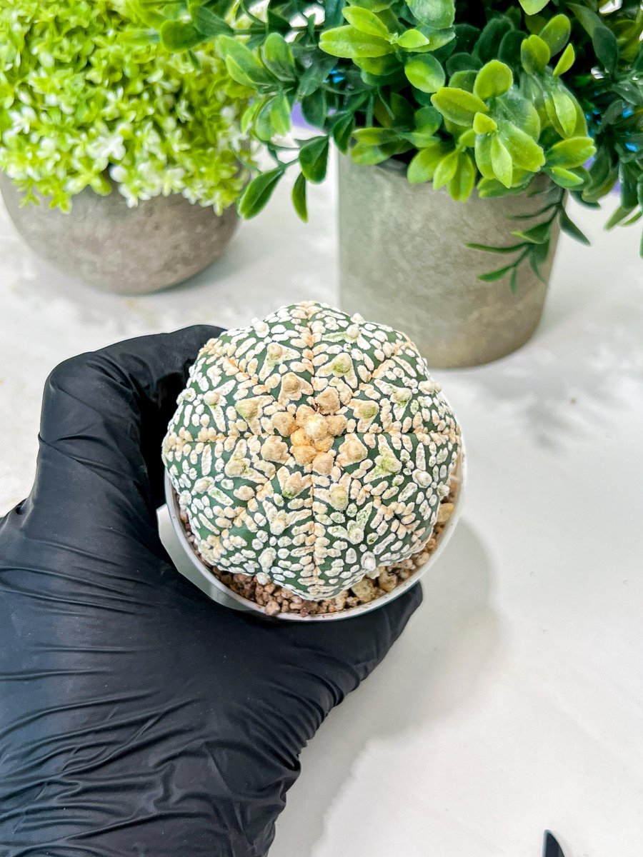 LvJungle's tweet photo. 🌌 This cactus is the definition of rare—like finding your favorite song on a long playlist! 🎶
Introducing the Astrophytum Asterias V Type 

#astrophytum #astrophytumasterias https://t.co/AOBsKe0Fkm