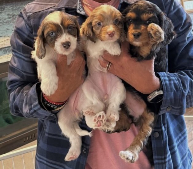 Julie Cunningham Shackford “Shacks” tweet media