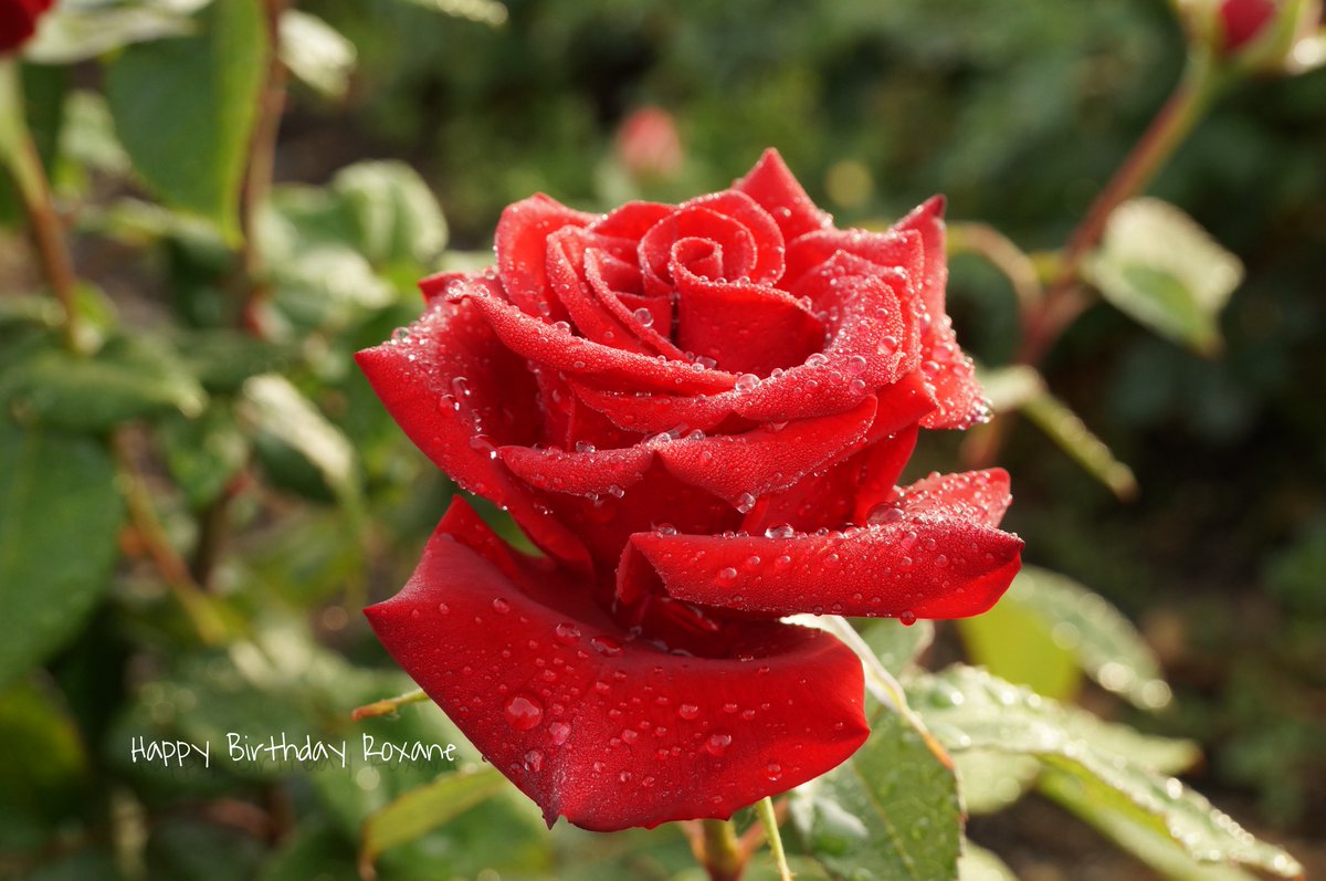 Armin Zimmermann tweet media