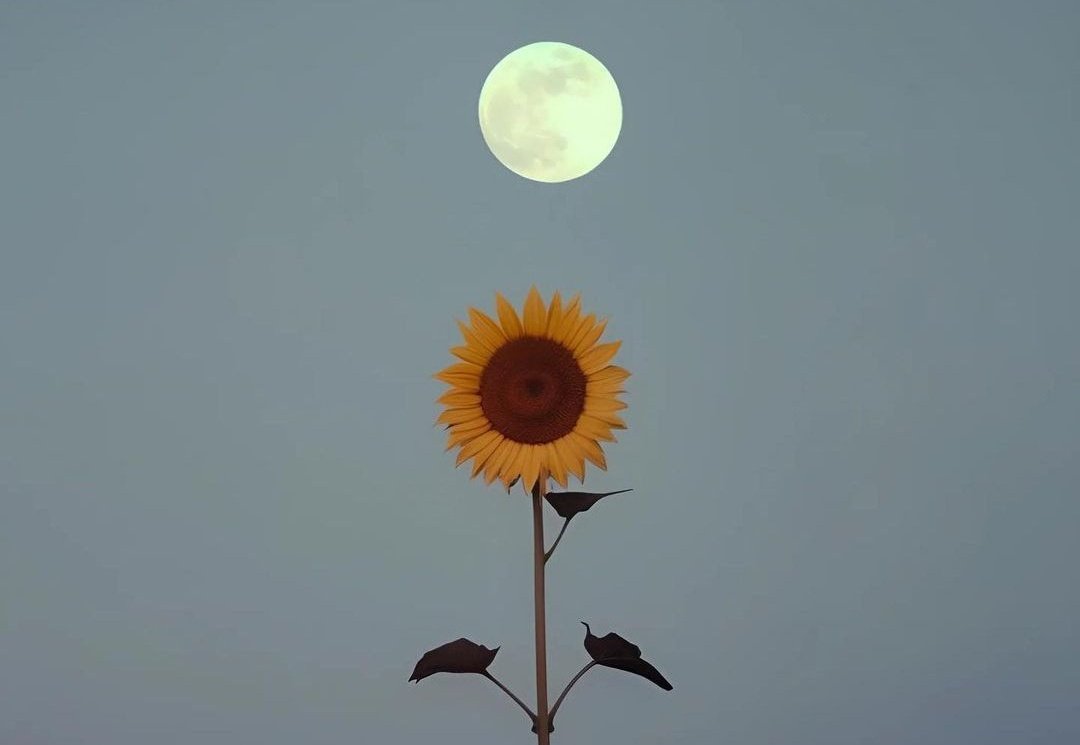 Sadece Nefes alıp yaşamak yetmez.
Birazda hayatına renk katıp
Ahenkle yaşamak gerek