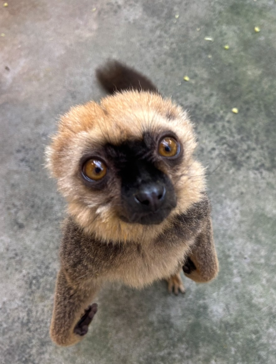 ネオパークオキナワ【公式】 tweet media