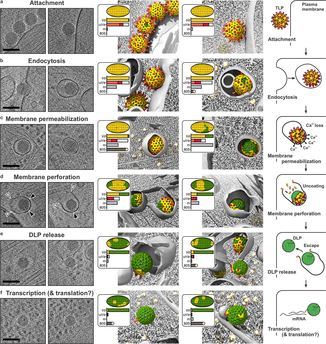Marilina de Sautu tweet media