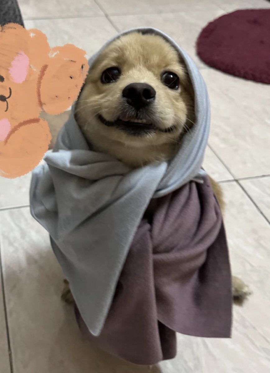 💖 (@twaniimals) on Twitter photo 