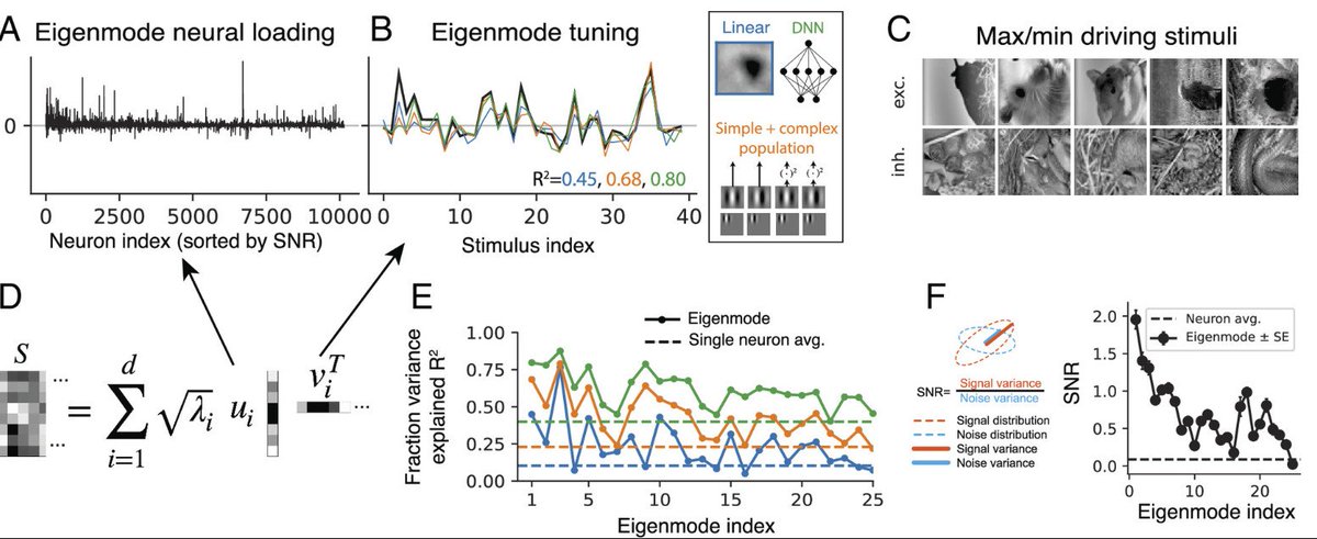 deanpospisil's tweet photo. These features are more robustly encoded (higher SNR) and more easily characterized than single neuron tuning (higher R2 by classic models, corrected for SNR) —suggesting studying population visual representations may prove more tractable than studying single neuron tuning. (5/6) https://t.co/JelTFueDPA