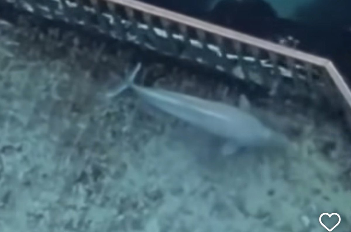 seanmaddoxart's tweet image. If an individual beats a dog or cat in Canada they can get prison time. Seems Marineland’s abuse of a variety of marine life, with 20 (+) DEAD in just six years should be treated as a crime.

Time Canada cracks down on this terrible crime.
#canada #marineland #prosecute #whales