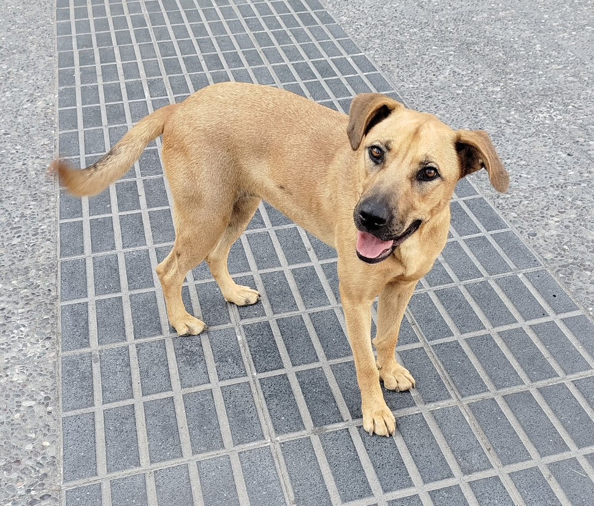 Esta perrita lleva meses llegando a descansar al Mall Go! Florida y a Mc Donald's en Talca. Es muy dócil, cariñosa y juguetona. Corre mucho riesgo en la calle y esperan que una familia pueda darle un hogar. Si deseas adoptarla, ya sabes dónde encontrarla! Favor RT!  
#Talca