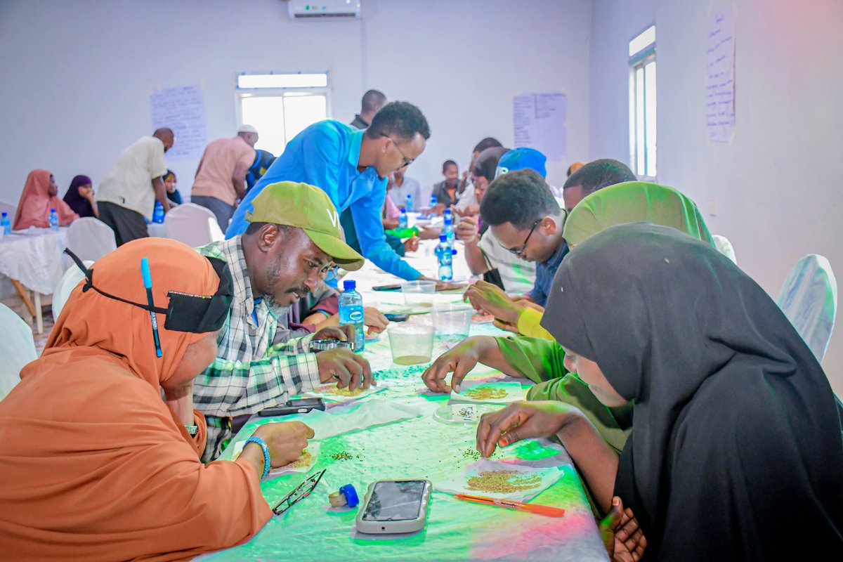 Nuros9Solutions's tweet photo. Jowhar Seed Savers’ network of 40 members presented local seeds from beans and maize to cassava and sugarcane, on labeling, germination and conservation. The session supports the Jowhar Seedbank on land provided by MOAI, with support from IOM Somalia. #SeedSecurity #Hirshabelle https://t.co/tPmTAPhKjm