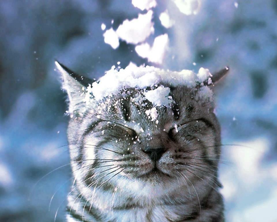 SophieMolly20's tweet image. Praying every paw getting cold weather 🥶 and snow ❄️ stays safe &amp;amp; warm! 

#ColdWeather #StaySafe 
#StayWarm #CatsOnX