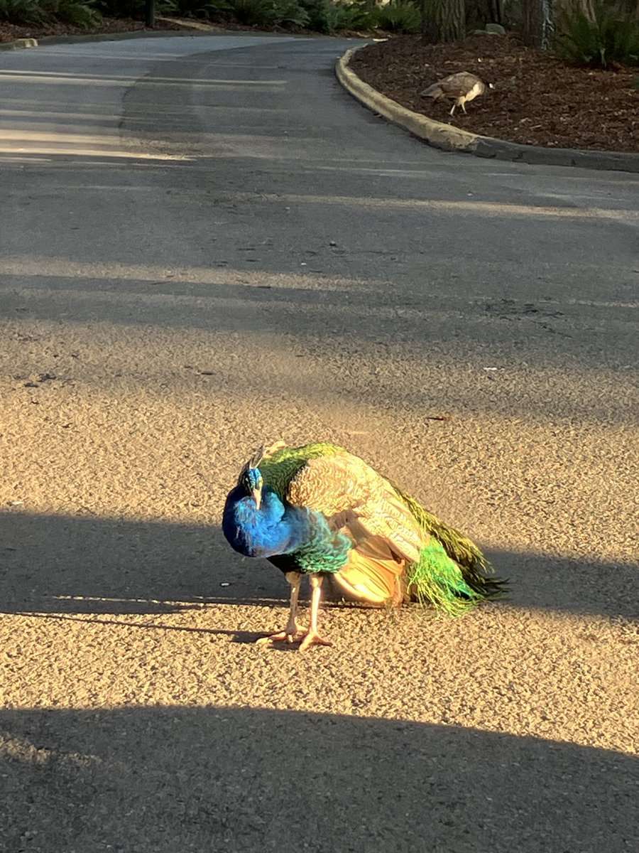 Lindo Lab tweet media