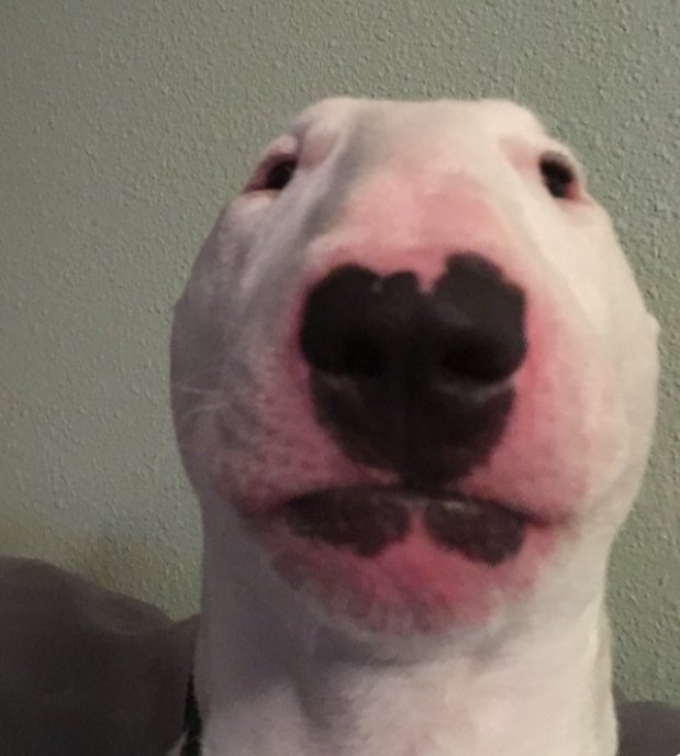 Mega Shriek (HIATUS) tweet media