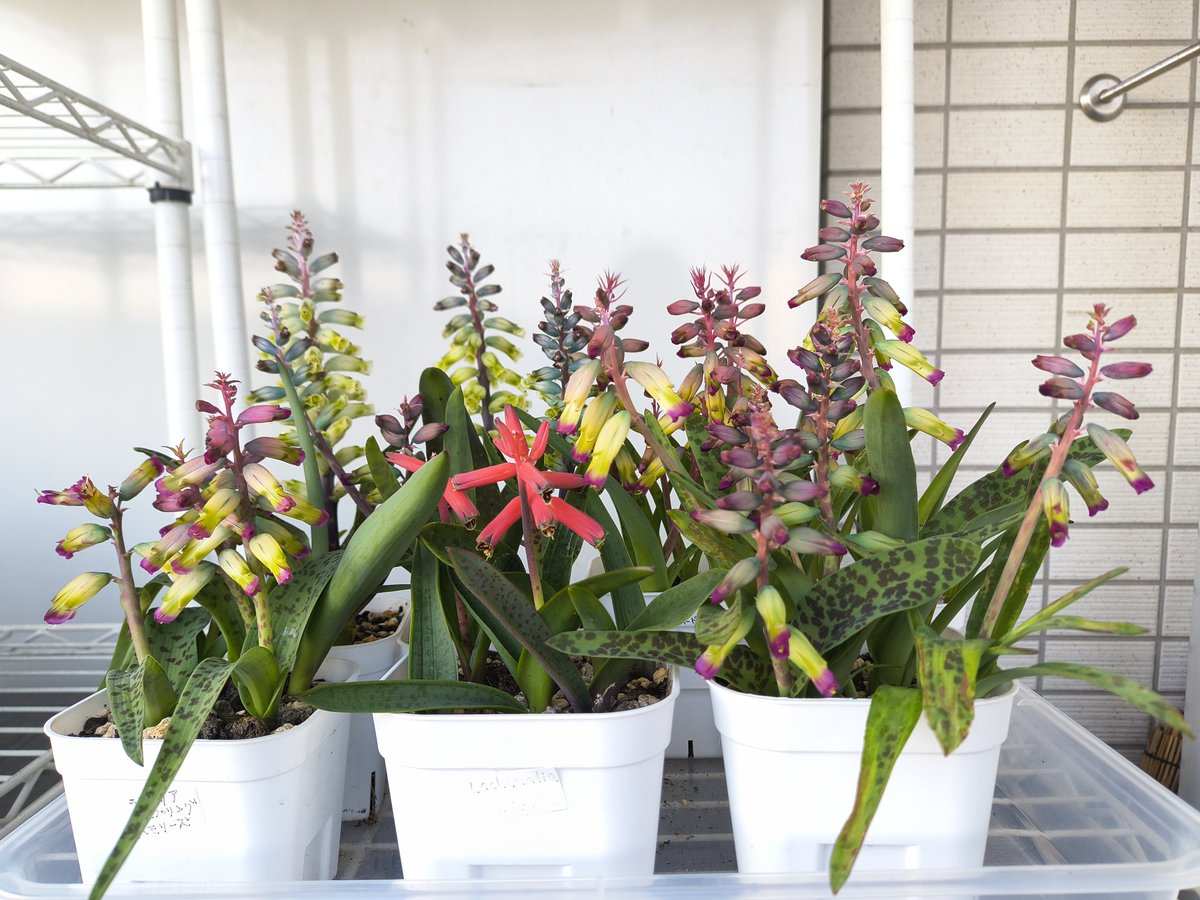 趣味の園芸コミュニティ Community on X - 87 Members