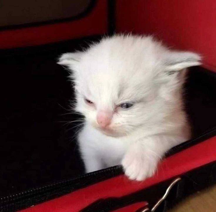 ℒιᥣᥣιᥱ᥉. 💋 tweet media