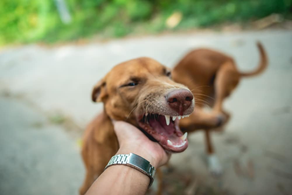 🐶 In Illinois, dog bite laws are stricter than most people realize. The Animal Control Act gives victims strong protections and a clear path to compensation  bit.ly/3O76w9M  #dogbite #personalinjurylaw #illinoislawfirm #claims