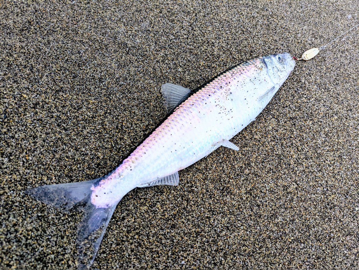 Kazu (@turibakadiary) / Posts and Replies / X