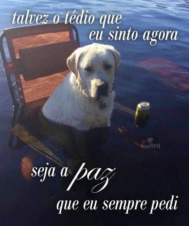 shitpostverdade's tweet photo. https://t.co/sCJBIsE4pm